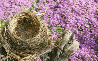 Coping With An Empty Nest